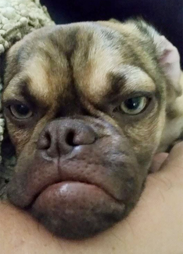 perro-grunon-earl-puggle-meme (2)