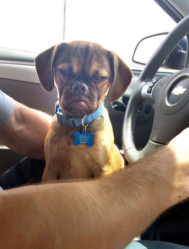 perro-grunon-earl-puggle-meme (3)