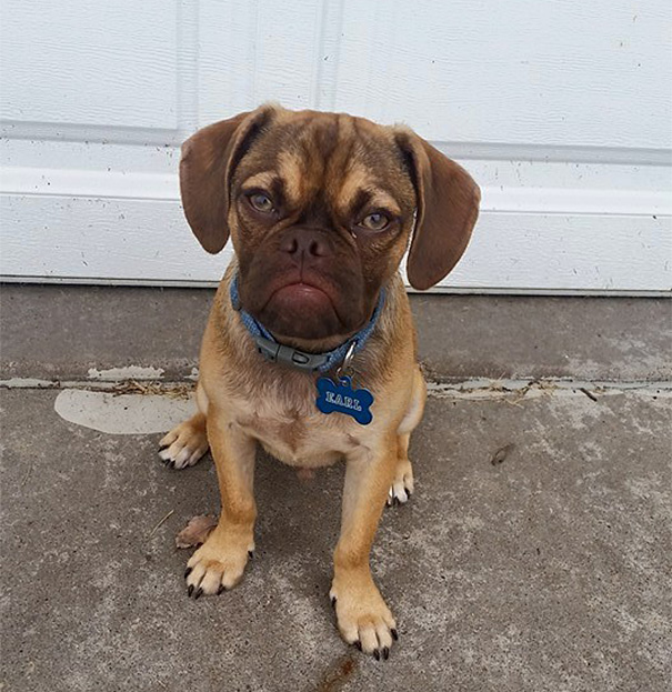 perro-grunon-earl-puggle-meme (4)