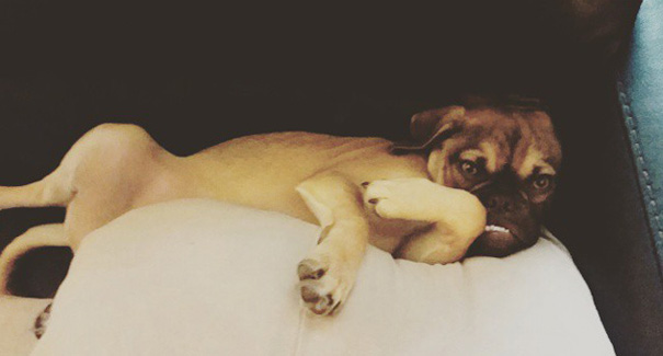 perro-grunon-earl-puggle-meme (5)