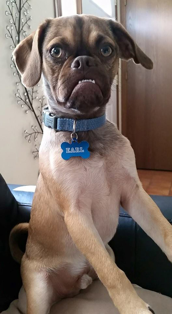 perro-grunon-earl-puggle-meme (6)
