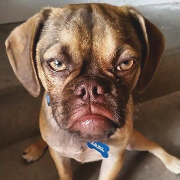 perro-grunon-earl-puggle-meme (7)