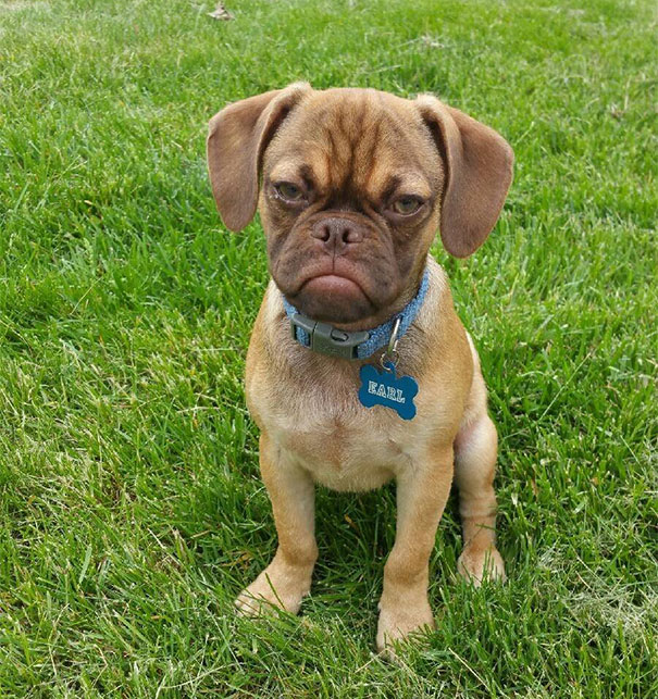 perro-grunon-earl-puggle-meme (8)