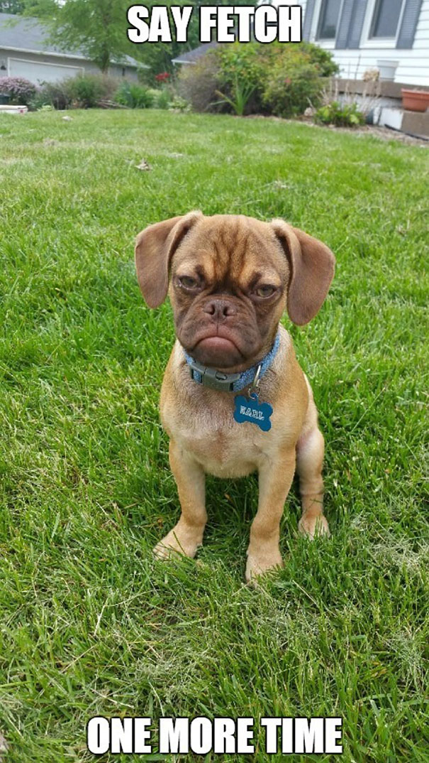 perro-grunon-earl-puggle-meme (9)