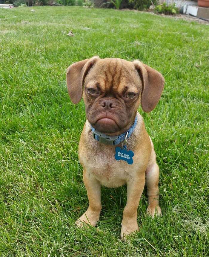 Este perro gruñón te odia incluso más que Grumpy Cat