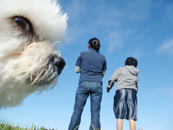 perros-gigantes-ilusion-optica (10)