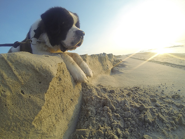 perros-gigantes-ilusion-optica (7)