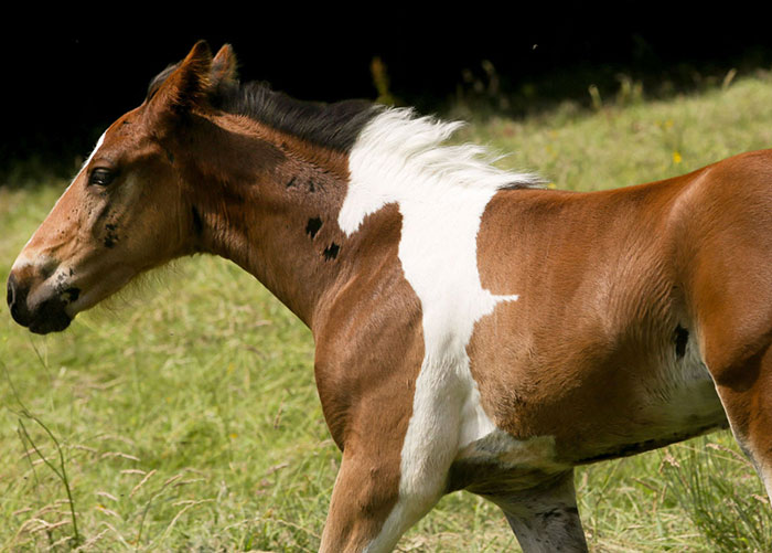 potro-da-vinci-marca-nacimiento-caballo-flying-hall (1)