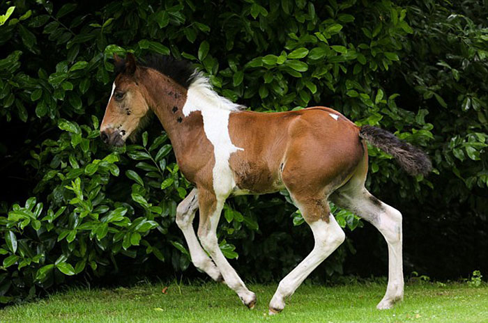 potro-da-vinci-marca-nacimiento-caballo-flying-hall (2)