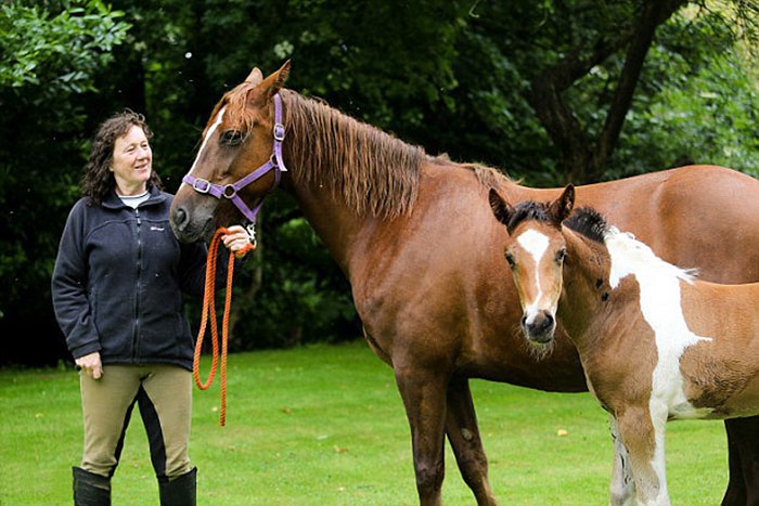 potro-da-vinci-marca-nacimiento-caballo-flying-hall (3)