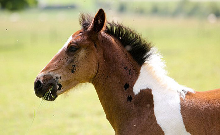 potro-da-vinci-marca-nacimiento-caballo-flying-hall (4)