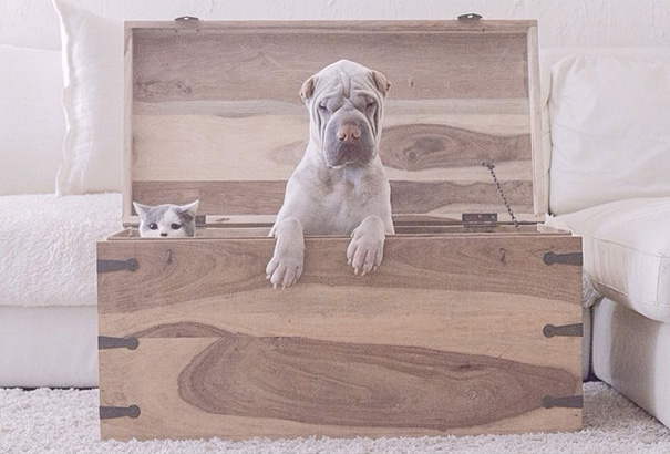 amistad-animal-sharpei-perro-gato-annie-jacobs (10)