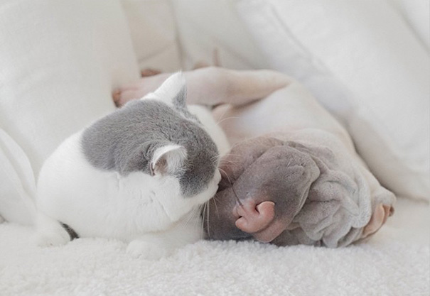 amistad-animal-sharpei-perro-gato-annie-jacobs (11)