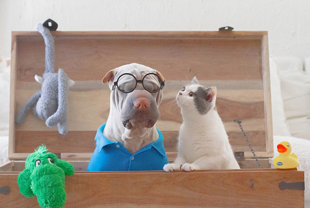 amistad-animal-sharpei-perro-gato-annie-jacobs (12)