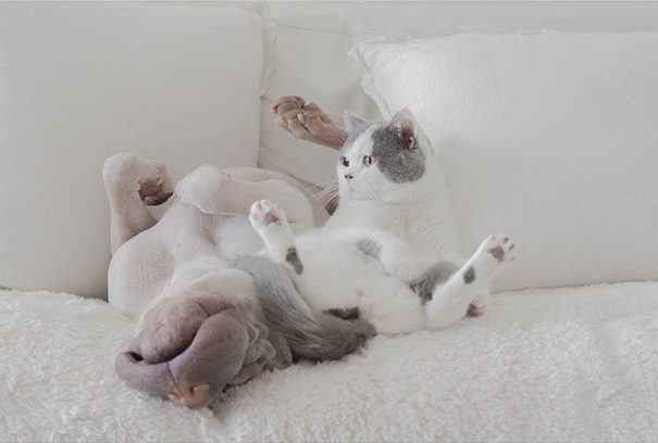 amistad-animal-sharpei-perro-gato-annie-jacobs (13)