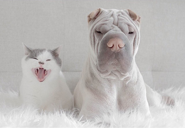 amistad-animal-sharpei-perro-gato-annie-jacobs (14)