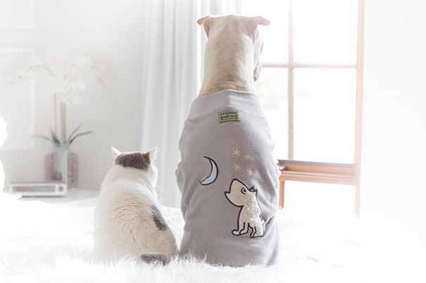 amistad-animal-sharpei-perro-gato-annie-jacobs (15)