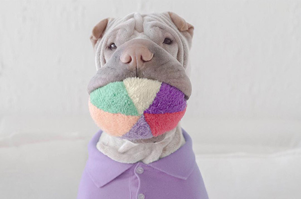 amistad-animal-sharpei-perro-gato-annie-jacobs (16)