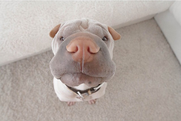 amistad-animal-sharpei-perro-gato-annie-jacobs (17)