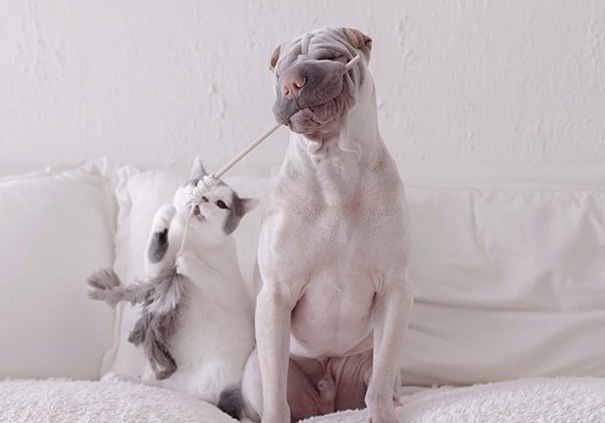 amistad-animal-sharpei-perro-gato-annie-jacobs (18)
