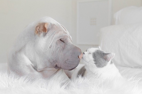 amistad-animal-sharpei-perro-gato-annie-jacobs (3)