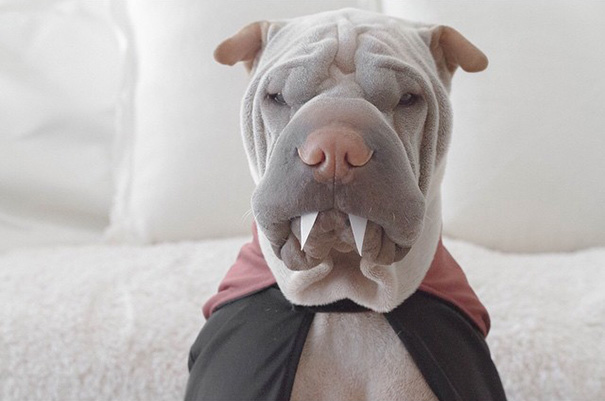 amistad-animal-sharpei-perro-gato-annie-jacobs (5)