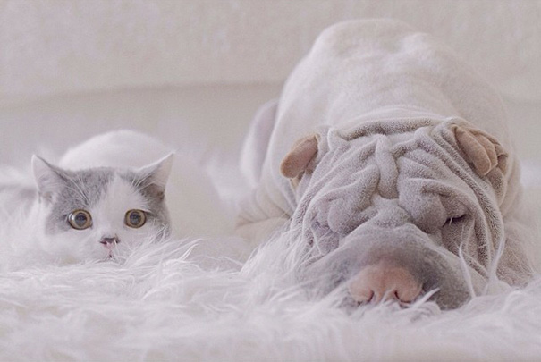 amistad-animal-sharpei-perro-gato-annie-jacobs (9)