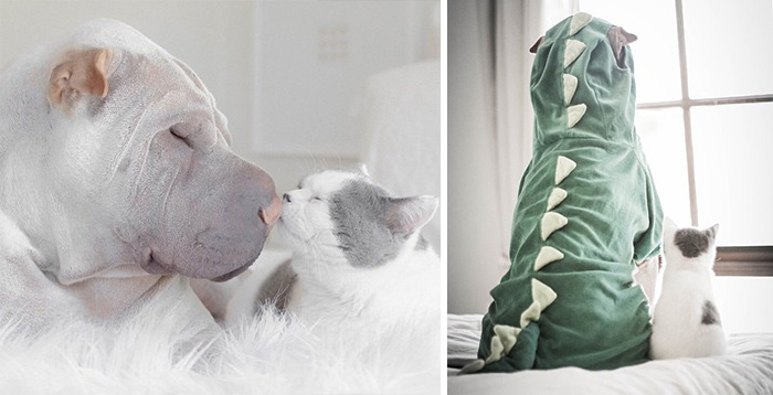 El Shar pei más fotogénico del mundo y su gato son los mejores amigos