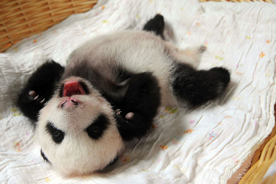 aparicion-publica-oseznos-panda-yaan-china (10)