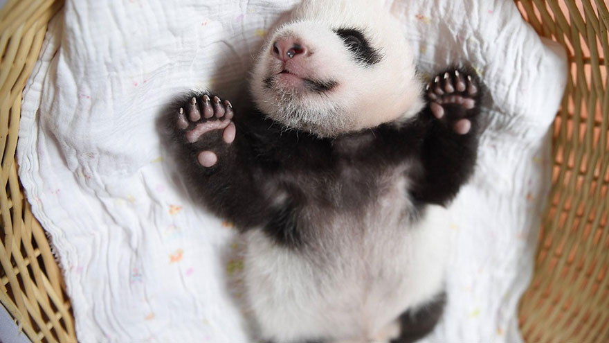 aparicion-publica-oseznos-panda-yaan-china (13)