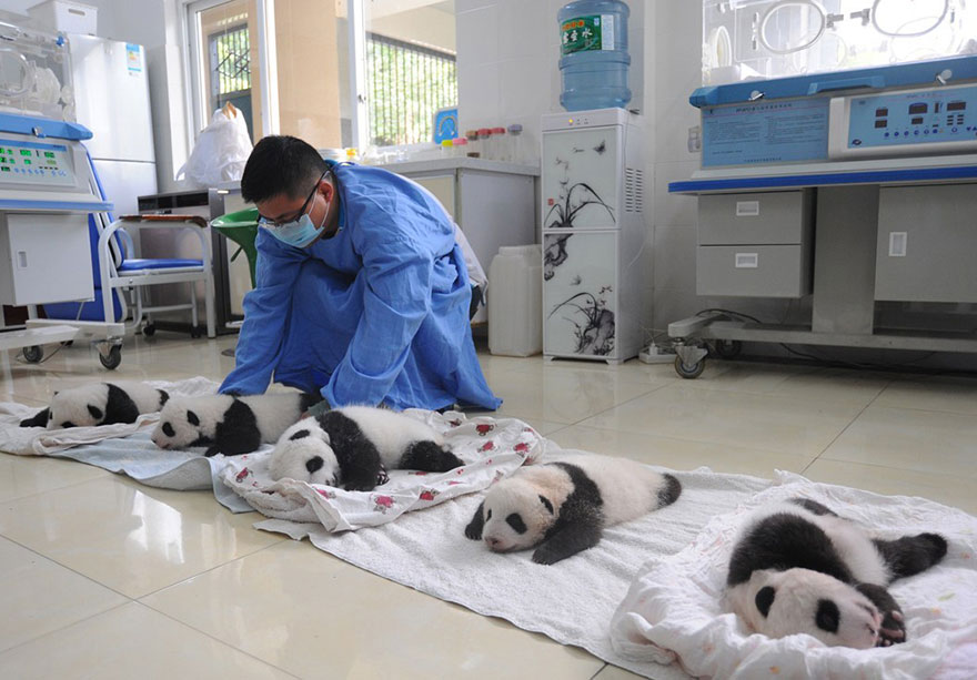 aparicion-publica-oseznos-panda-yaan-china (14)