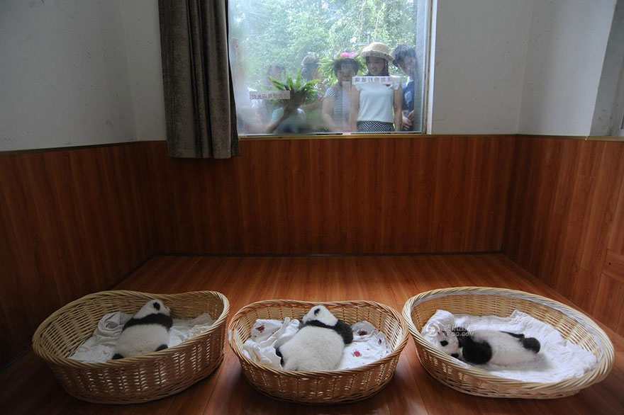 aparicion-publica-oseznos-panda-yaan-china (2)