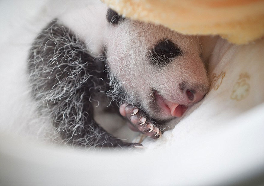 aparicion-publica-oseznos-panda-yaan-china (3)