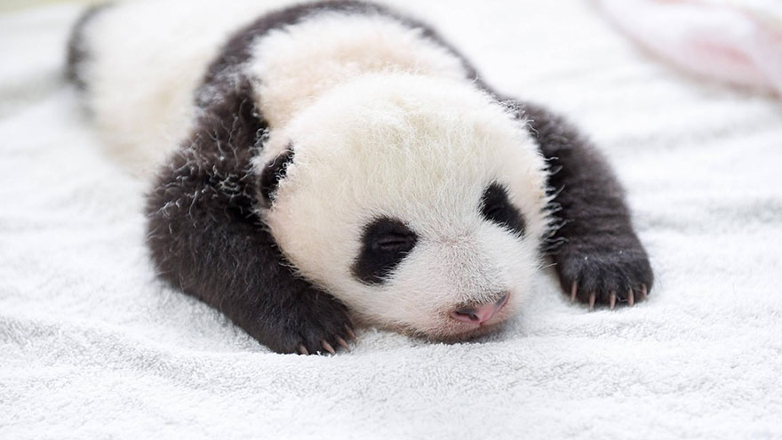 aparicion-publica-oseznos-panda-yaan-china (6)
