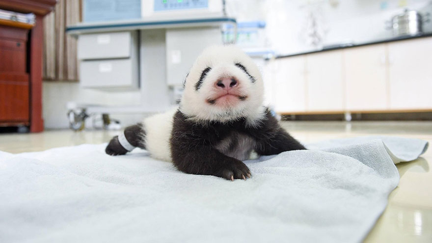 aparicion-publica-oseznos-panda-yaan-china (7)