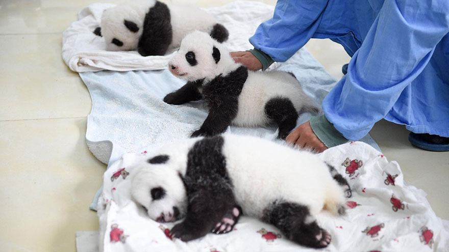 aparicion-publica-oseznos-panda-yaan-china (9)