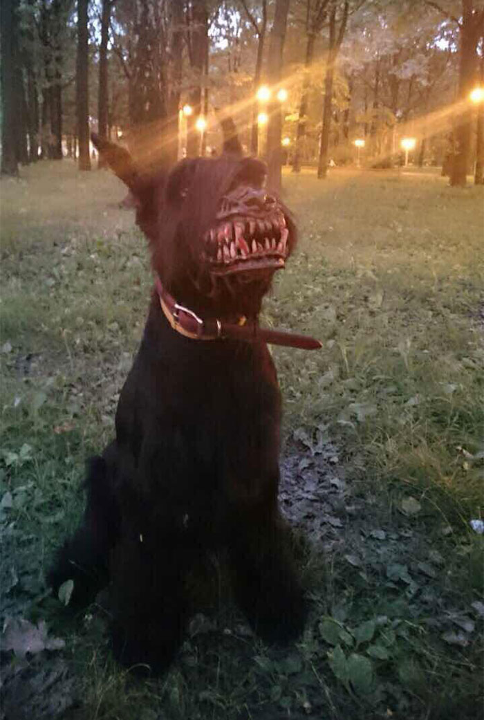 bozal-ruso-perros-licantropo (4)