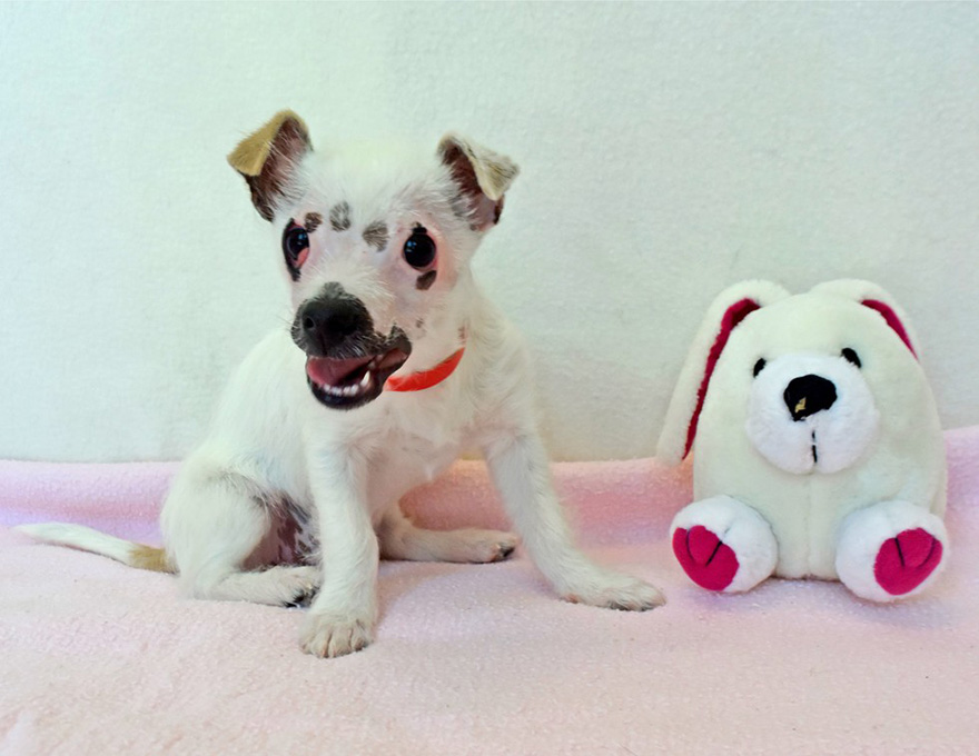 cachorro-perro-cicatrices-adoptado-hssv-christine-doblar (1)