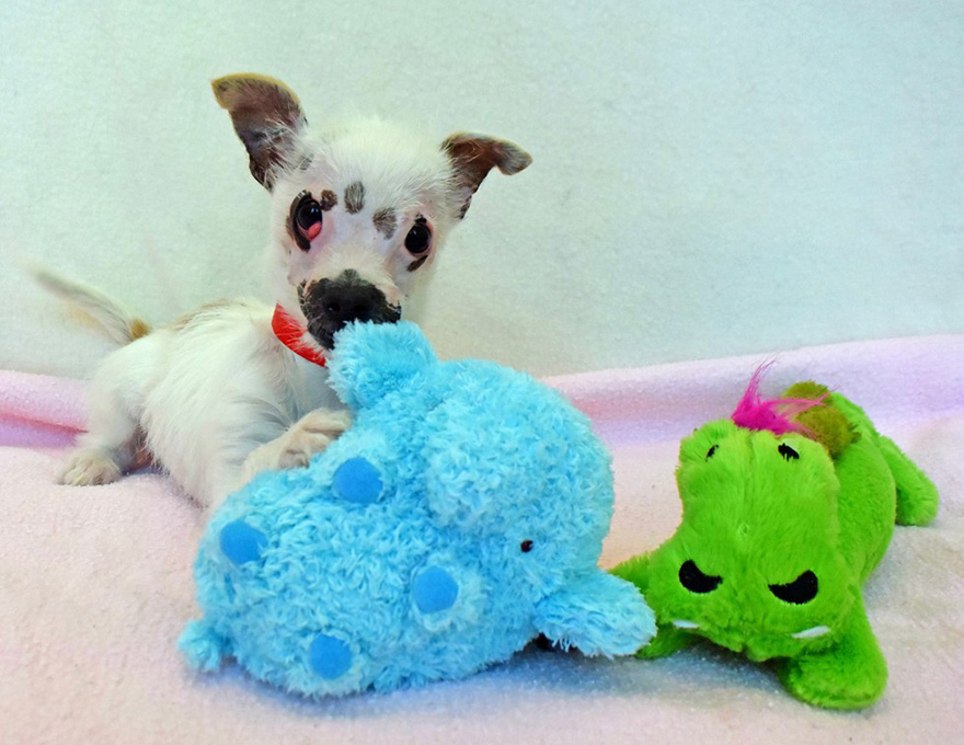 cachorro-perro-cicatrices-adoptado-hssv-christine-doblar (2)