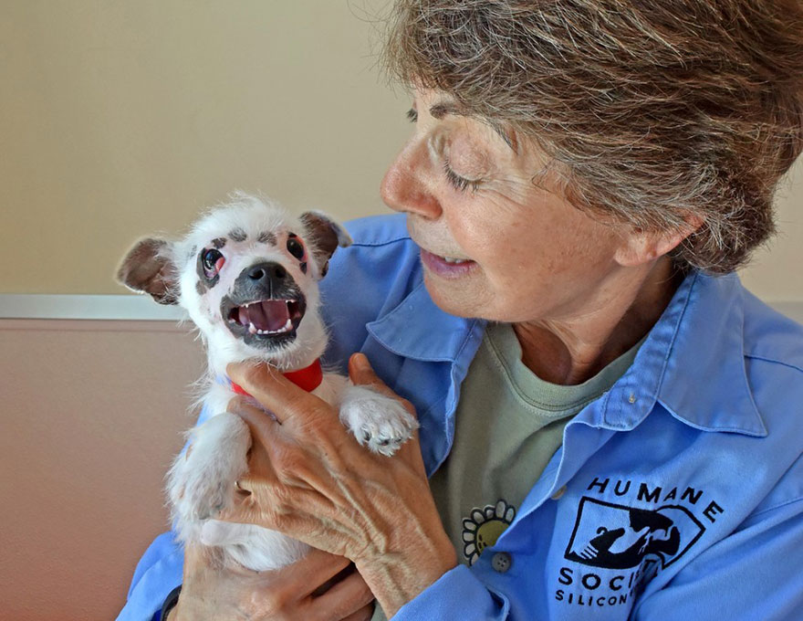 cachorro-perro-cicatrices-adoptado-hssv-christine-doblar (3)