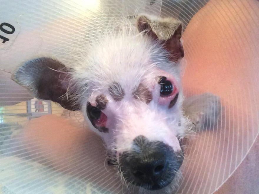 cachorro-perro-cicatrices-adoptado-hssv-christine-doblar (4)
