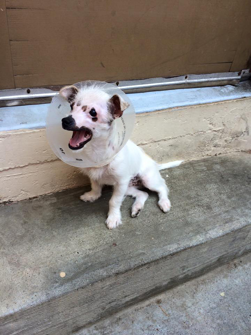 cachorro-perro-cicatrices-adoptado-hssv-christine-doblar (7)