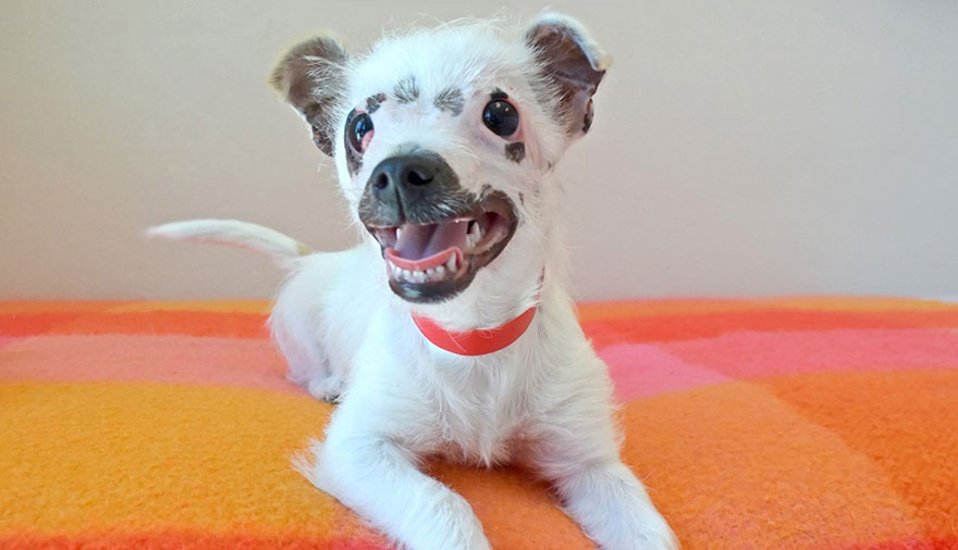 cachorro-perro-cicatrices-adoptado-hssv-christine-doblar (9)