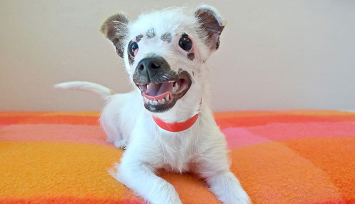 Este perro de «aspecto inusual» por sus cicatrices en la cara finalmente fue adoptado