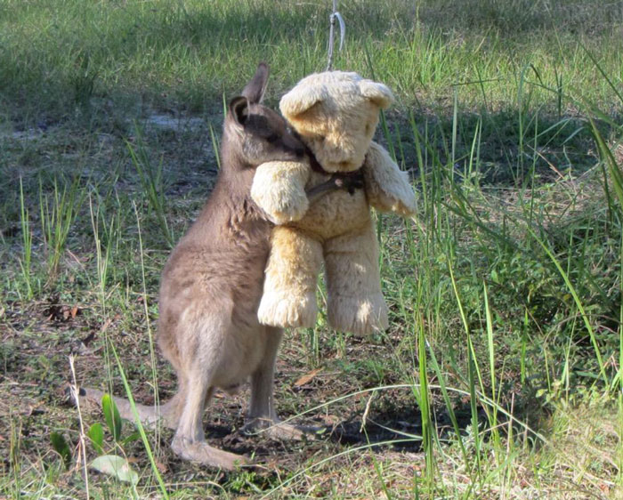 Esta cría de canguro huérfana solo quiere abrazar a su oso de peluche