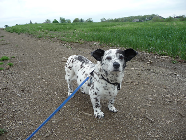 cruces-perros-raza (19)