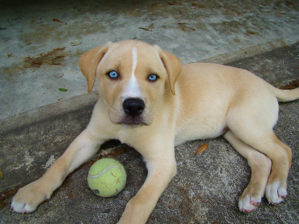 cruces-perros-raza (20)