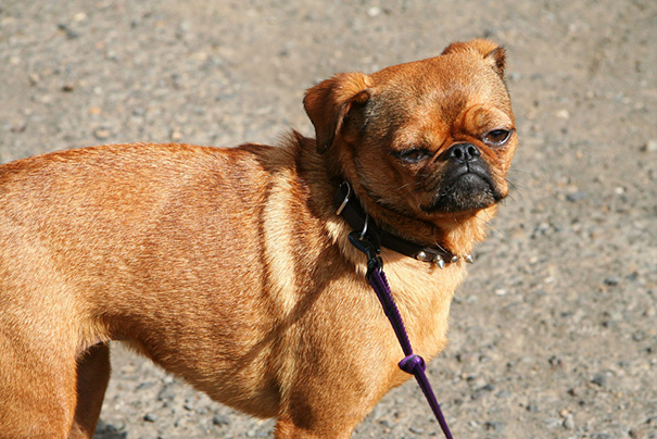 cruces-perros-raza (21)