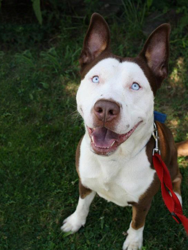 cruces-perros-raza (51)