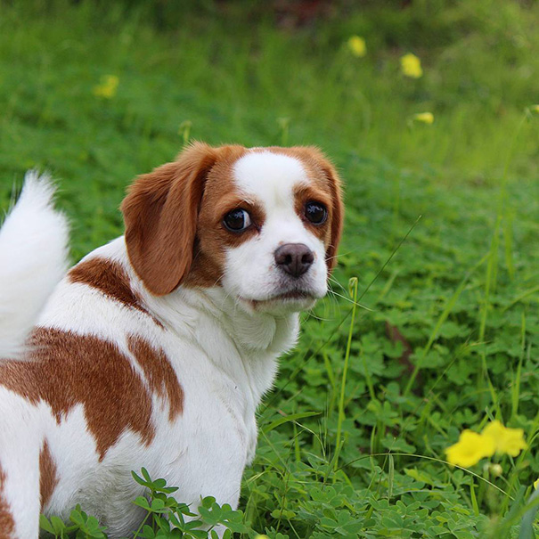 cruces-perros-raza (6)